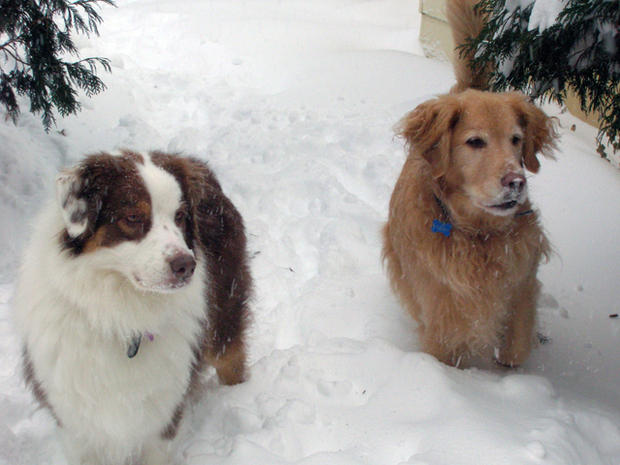 Dogs In Snow 
