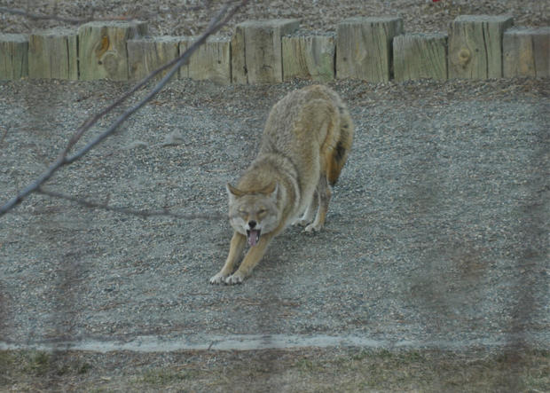 coyotes121210e-2.jpg 