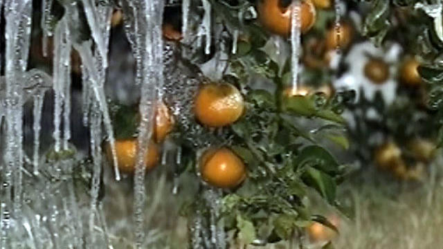 frozen-oranges.jpg 