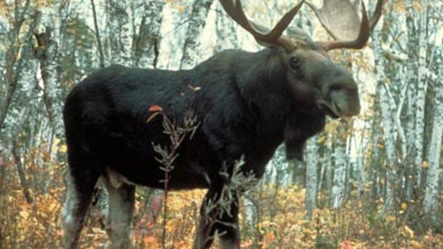 moose-wikimedia-commons.jpg 