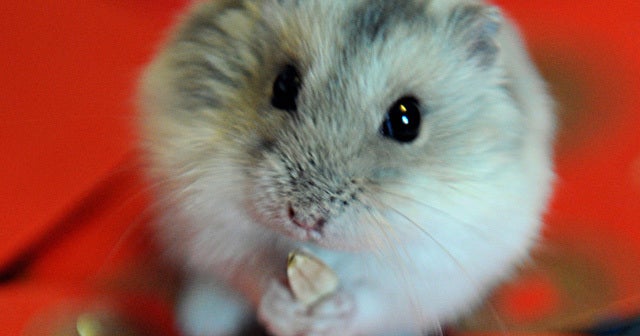 Japanese Researchers Create Mutant Mice that `Sing' - CBS News