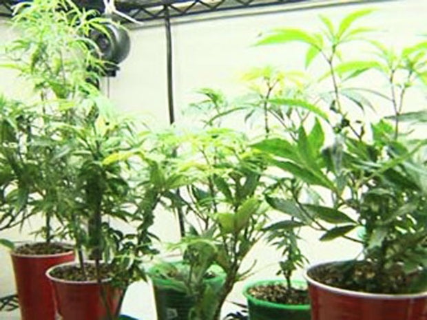 Colorado Doctor Dr. Manuel De Jesus Aquino May Lose License for Prescribing Marijuana to a Pregnant Woman 