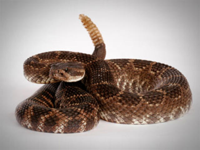 Animal Snake With Girl - John Joseph Maillet Sentenced to 30 Years for Poisonous Snake Child Porn -  CBS News