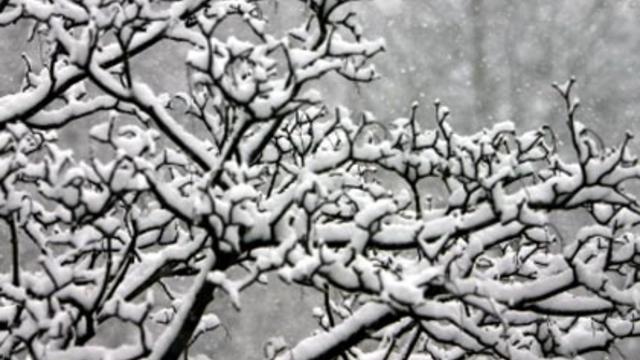 snow-on-treesdl2.jpg 