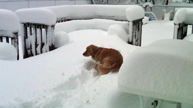 dog-in-snow.jpg 
