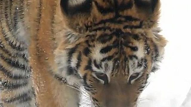 bronx-zoo-tiger-cub.jpg 