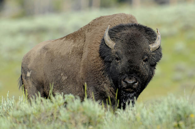 bison-2.jpg 