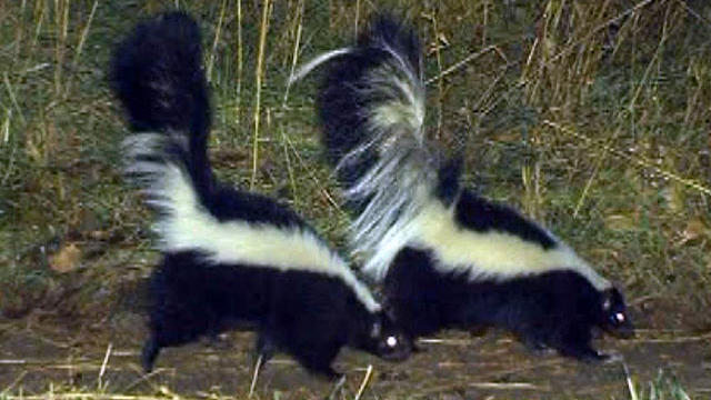 skunks.jpg 