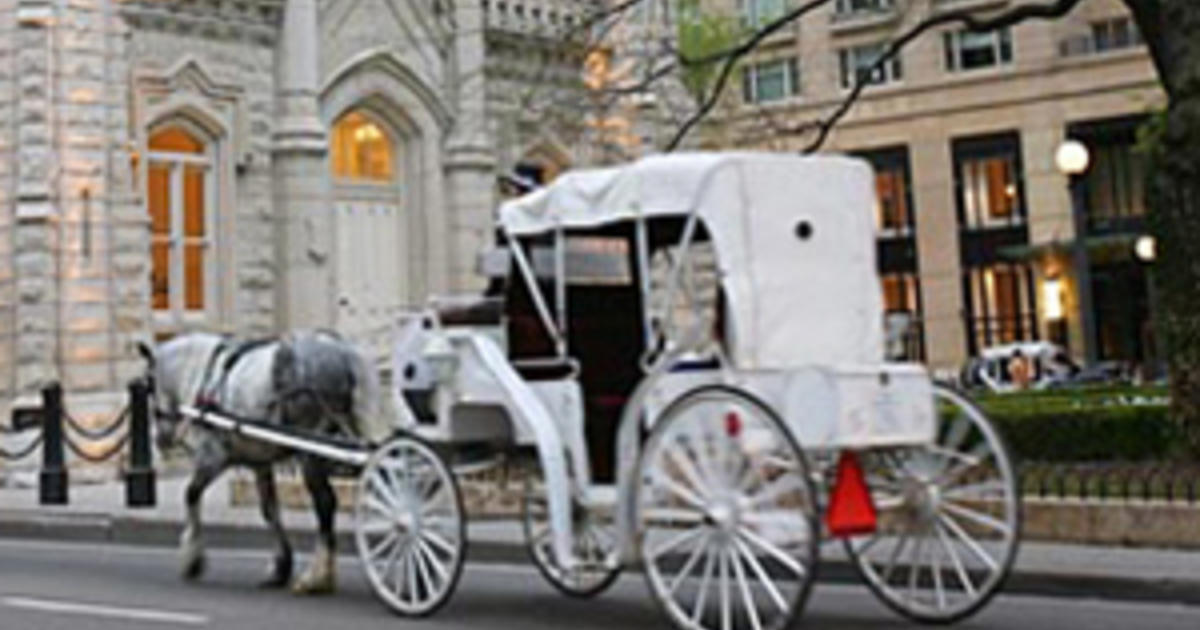 Best Carriage Rides In Chicago Cbs Chicago