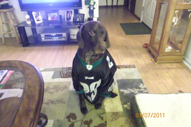 cody-the-eagles-dog-from-dave.jpg 