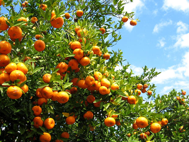 florida-oranges-000004138231xsmall_1.jpg 