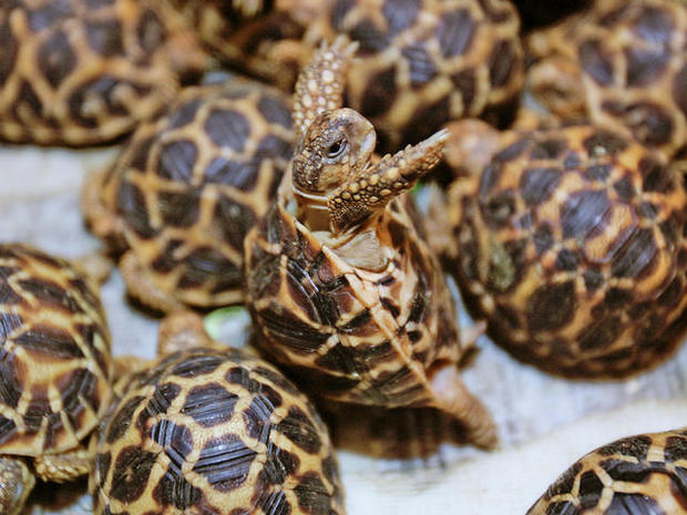 2 Arrested In Los Angeles In Turtle Smuggling Case 