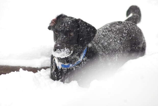 snow-dog.jpg 
