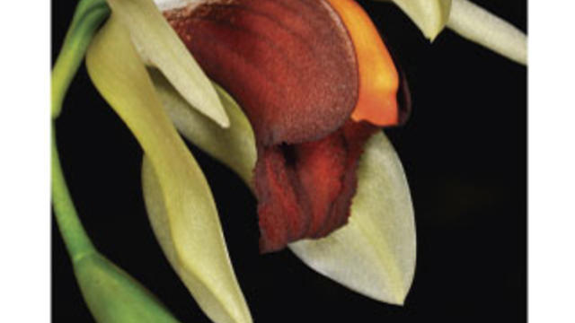 pacificorchidsociety01.jpg 