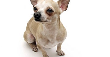 4Pound Chihuahua Survives Owl Attack CBS News(01)