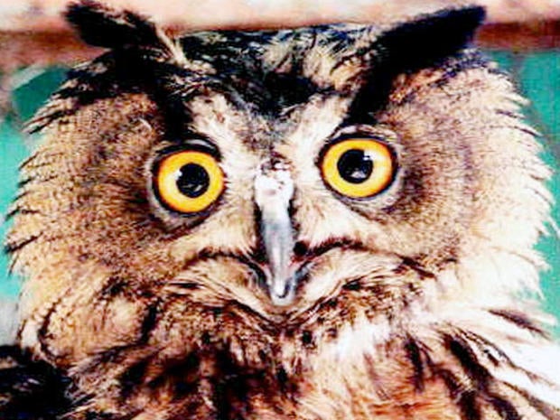 German Police Nab Drunken Owl, Had Too Much Schnapps 