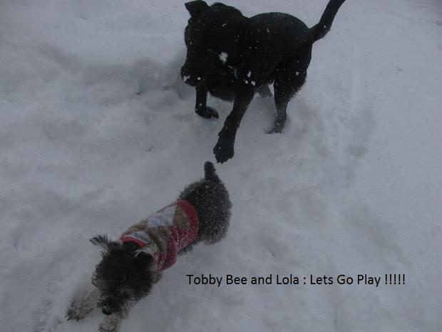 tobby-bee-and-lola-from-revere-playing-in-the-snow-credit-velasquez.jpg 
