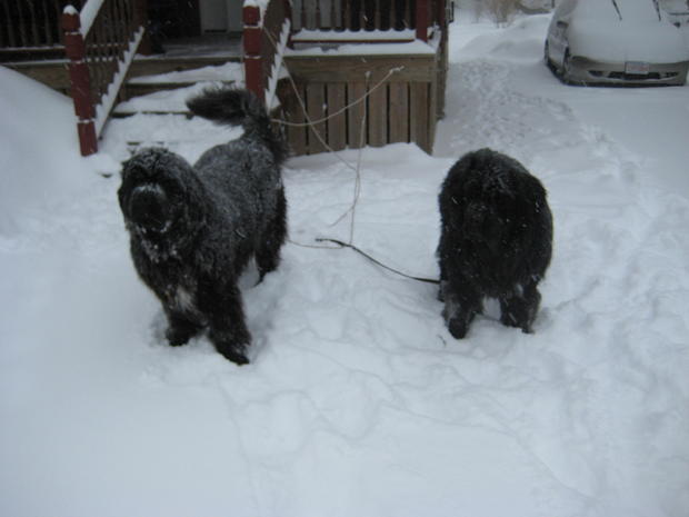 cute-dogs-magnus-and-tonka-in-the-snow-from-maryann-1.jpg 