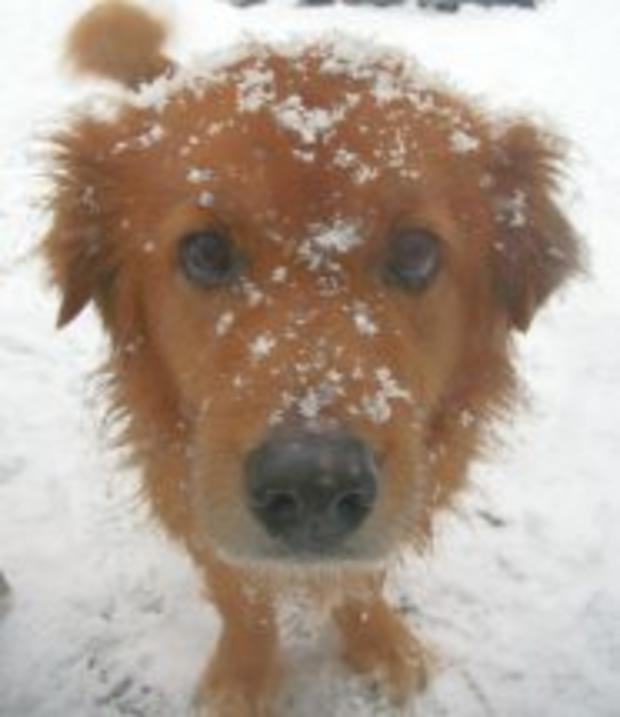 katie-from-pembroke-covered-in-snow-credit-tammy-conant1.jpg 