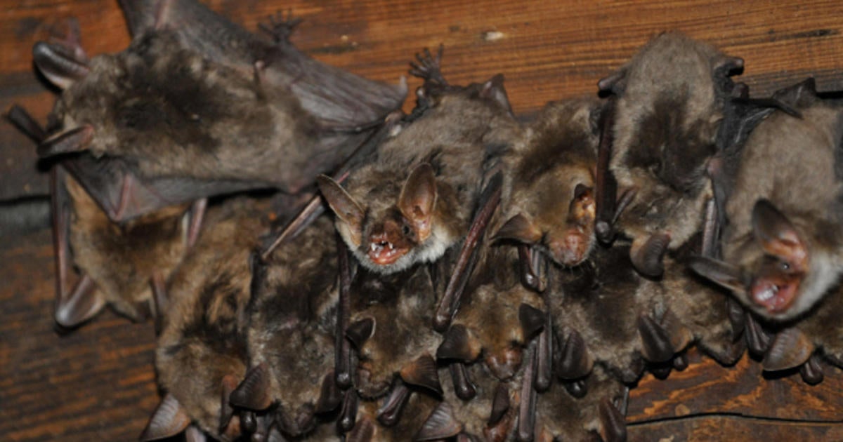 Artificial bat cave built to combat killer disease - CBS News