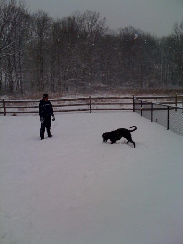 dog-snow.jpg 