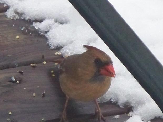 cardinals-snow-day-jan-26-2010-007.jpg 