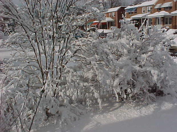 snow-bush.jpg 