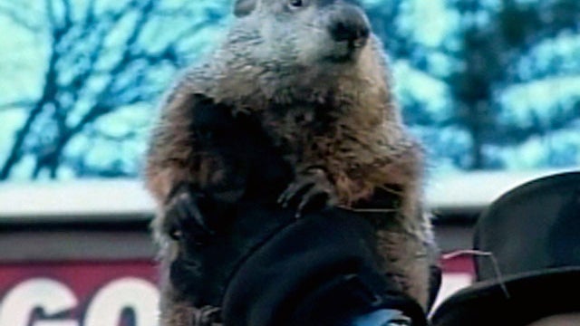 groundhog_1.jpg 