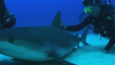 Could a fearsome underwater creature hold the key to preventing deadly infections in humans? Yes. Shark skin has been found to repel bacterial growth.  