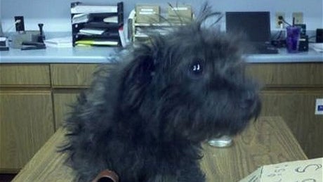 Woman Tried to Mail Puppy, Now She Wants the Dog Back 