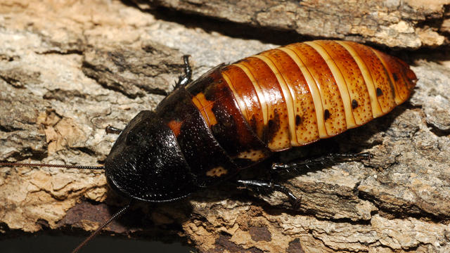 hissing-cockroach-courtesy-of-the-wildlife-foundation.jpg 