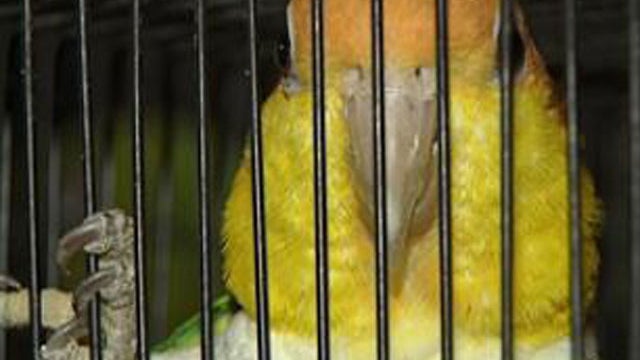 Talking Birds Scare Off Would-Be Robbers 