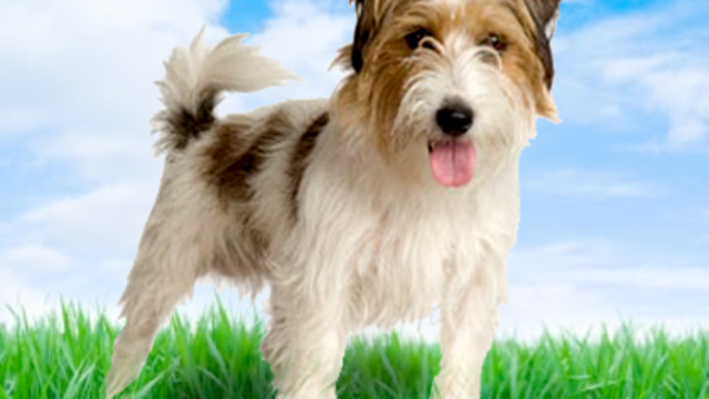 dog_terrier_generic_graphic.png 