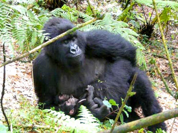 Kabatwa, the mountain gorilla, and her newborn twin boys 