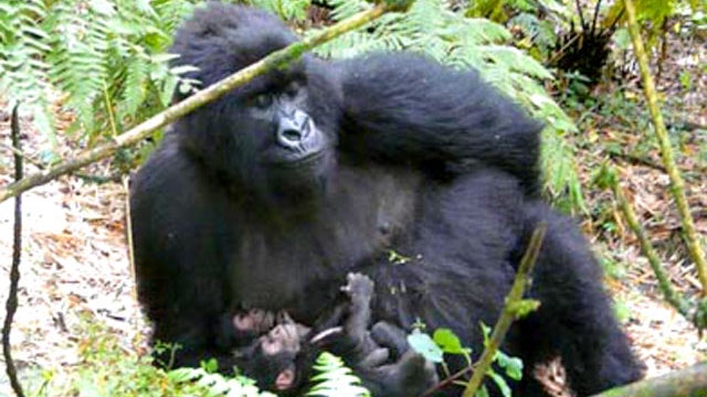 Kabatwa, the mountain gorilla, and her newborn twin boys 