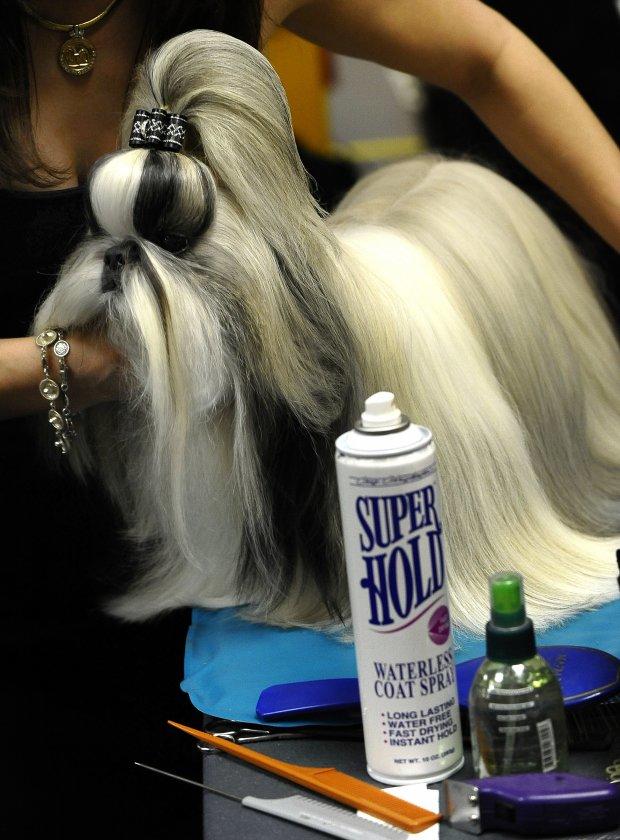 135th Westminster Kennel Club Dog Show 