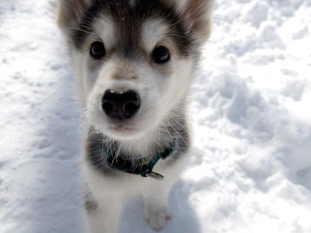 Dog In Snow 