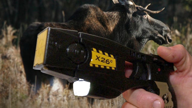 Taser Fails To Slow Roaming Alaska Moose 