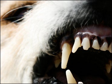 dog attack 