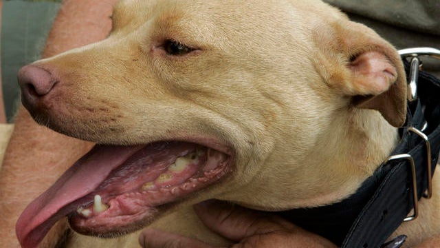 Driver's Dog Helps Deputy Make Drug Bust 