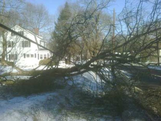 Downed Tree 