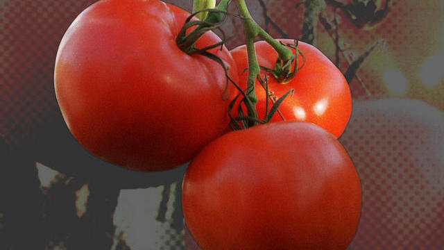 tomatoes.jpg 