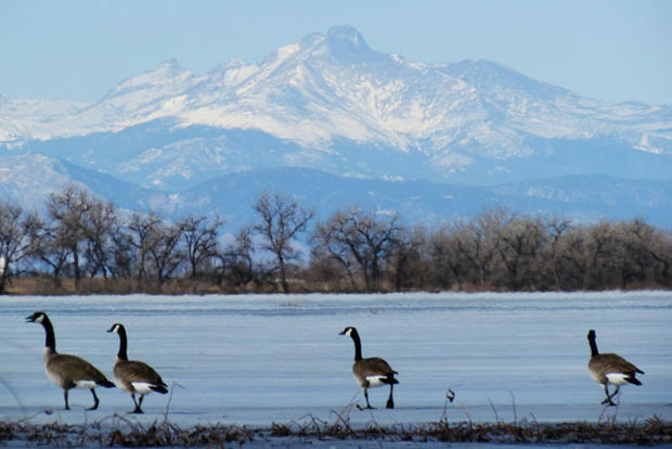 barr_lake_sp_geese_and_mtns.jpg 