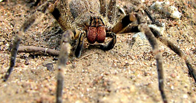 Spider venom better than Viagra? What guys should know first CBS News