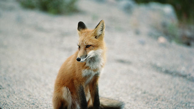 fox.jpg 