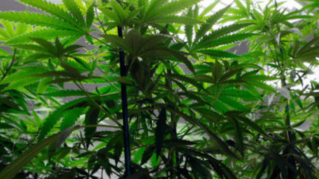 marijuana-cultivation.jpg 