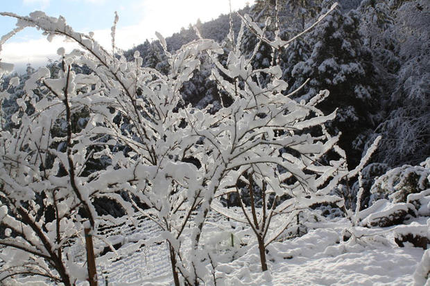 snow-coated-trees-in-humboldt.jpg 