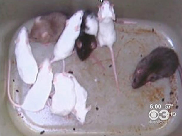 Pizzeria owner dumped mice on rivals, cops say 