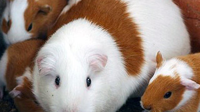 Guinea pigs 
