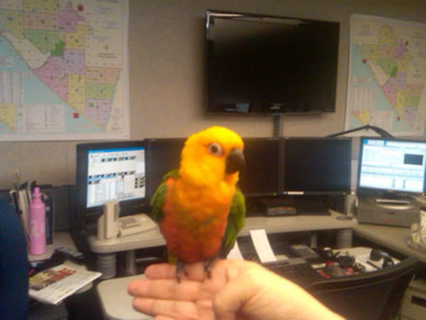 Parrot Named Mango 